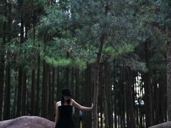-玉苍山国家森林公园