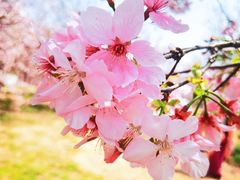-天适樱花悠乐园