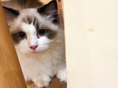 -滚猫咖啡·猫咖·猫友好撸猫(未来城店)