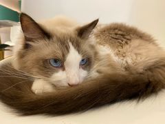 -飞行喵MR PILOT|猫舍·猫咖(静安大融城店)