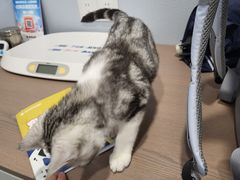 -伟伟宠物医院·CT影像中心·瑞派犬猫综合性门诊(汉口总院)