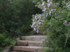 -香山公园