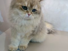 -翊宠yipet猫狗购宠庄园犬舍•猫舍