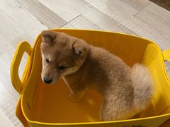 -萌兽医馆·犬猫专科·眼科中心·宠物医院(朝阳门分院)