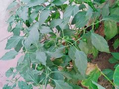 -风波庄(洪家楼店)