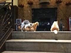 -more than meow吴止猫主题餐厅(承德 中船汇店)