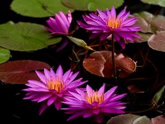 -国家植物园南园