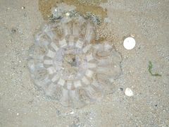 -北戴河东海水浴场
