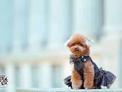 -超宠爱宠物摄影-Super pet