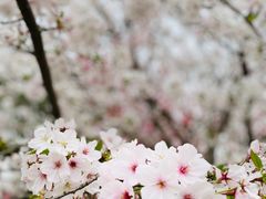 -南汇桃花村