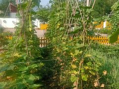 -Sultan pakistan苏单巴基斯坦