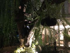 -Fern Forest Cafe