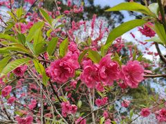 -金鸡山公园