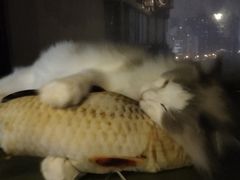 -猫猫幼稚园·撸猫·桌游·电玩