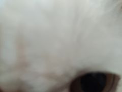 -楼上猫咖(罗湖店)
