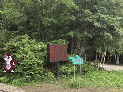 -五营红松林海景区