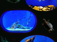 -上海海洋水族馆