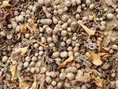 -解家河南菜(商鼎路店)