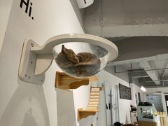 -Heymao猫咖.咖啡厅(东门店)