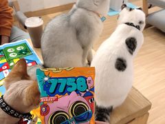 -逗柴咖啡屋·狗咖猫咖宠物桌游