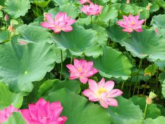 -莲花池公园