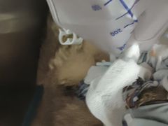-中农大我爱我爱24h动物医院·中医针灸·猫专科·骨科医疗中心(双井店)
