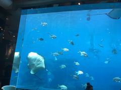 -瑞德姆美人鱼海底演艺主题餐厅(亚龙湾店)