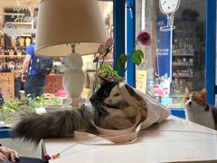 -Anne猫窝咖啡屋