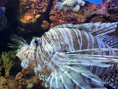 -上海海洋水族馆