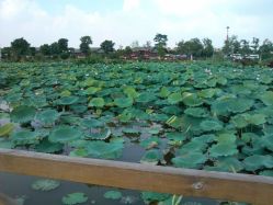 IMG_20130630_093757-云湖游乐园