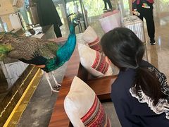 -西双版纳融创皇冠假日度假酒店