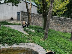 -卧龙中华大熊猫苑神树坪基地