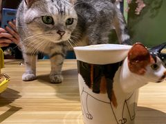 -猫猫幼稚园·撸猫·桌游·电玩