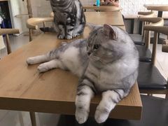 -平行世界·猫咖(首经贸店)