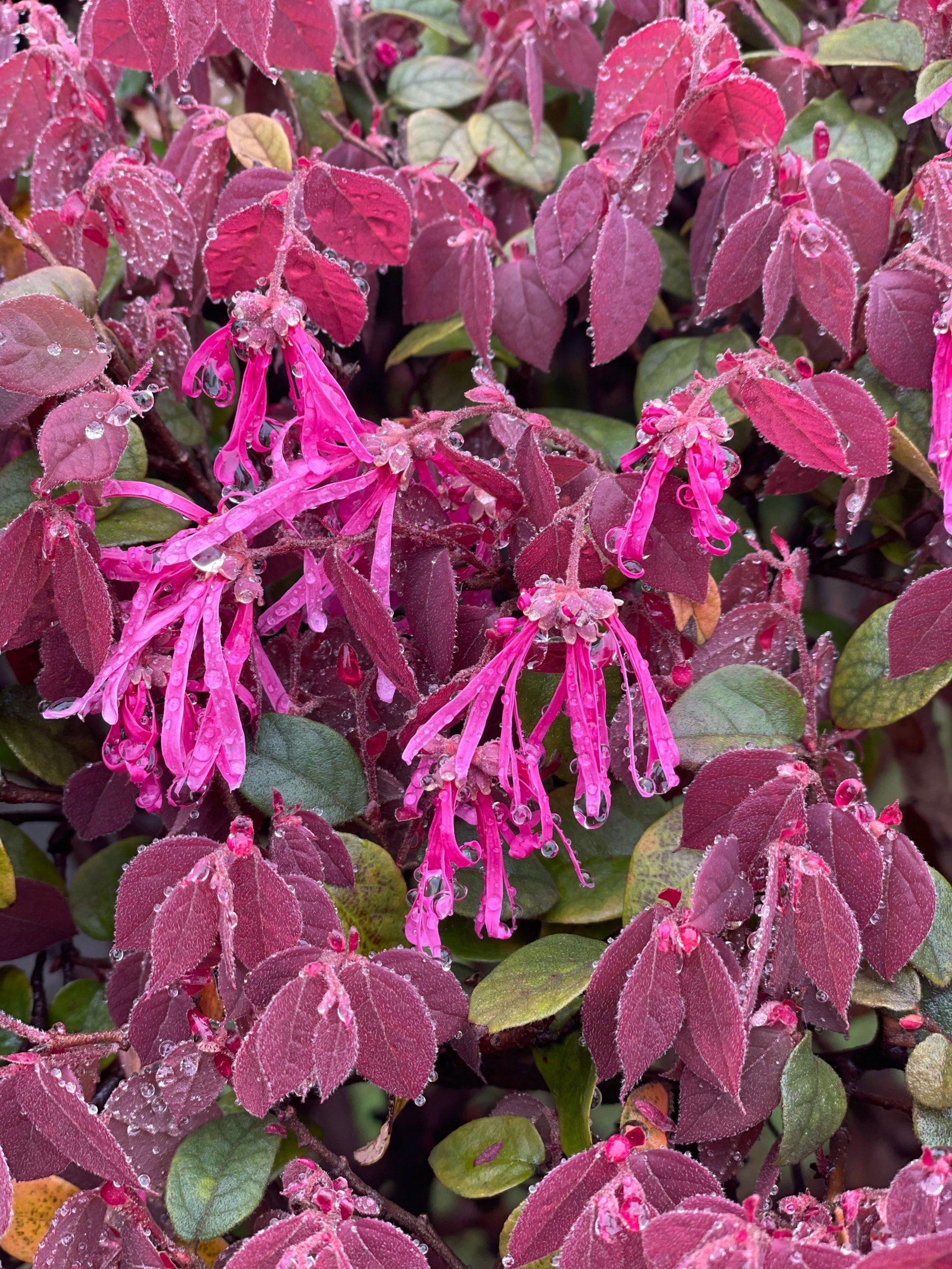 雨天滤镜,原图直出的红花檵木