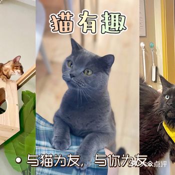猫有趣｜这家有家庭电影房的猫咖来啦！