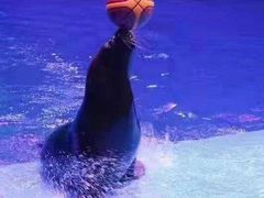 -芜湖新华联大白鲸海洋公园