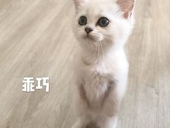 -半岛宠物医院24小时(科华中路店)