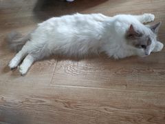 -more than meow吴止猫主题餐厅(承德 中船汇店)