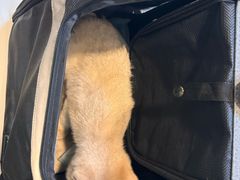 -御宝贝·A梦猫科宠物医院(国际猫友好医院)