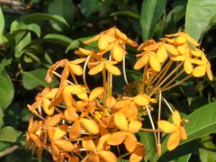 -中国科学院西双版纳热带植物园