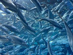 -上海海洋水族馆