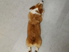 -汪说·狗咖(旺城大厦店)