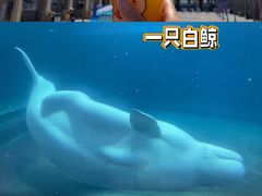 -北京海洋馆