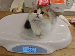 -momokira米努特·德文卷毛猫·棉花面纱犬