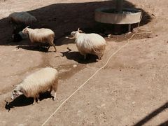 -泉州海丝野生动物世界