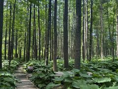 -洛阳白云山景区
