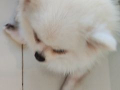 -怪兽屋·羊驼·猫咖·狗咖(俊华广场店)