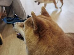 -南京Hallo宠物乐园·哈罗犬舍·柴犬繁育基地