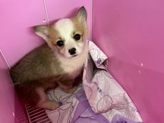 -翊宠yipet猫狗购宠庄园犬舍•猫舍